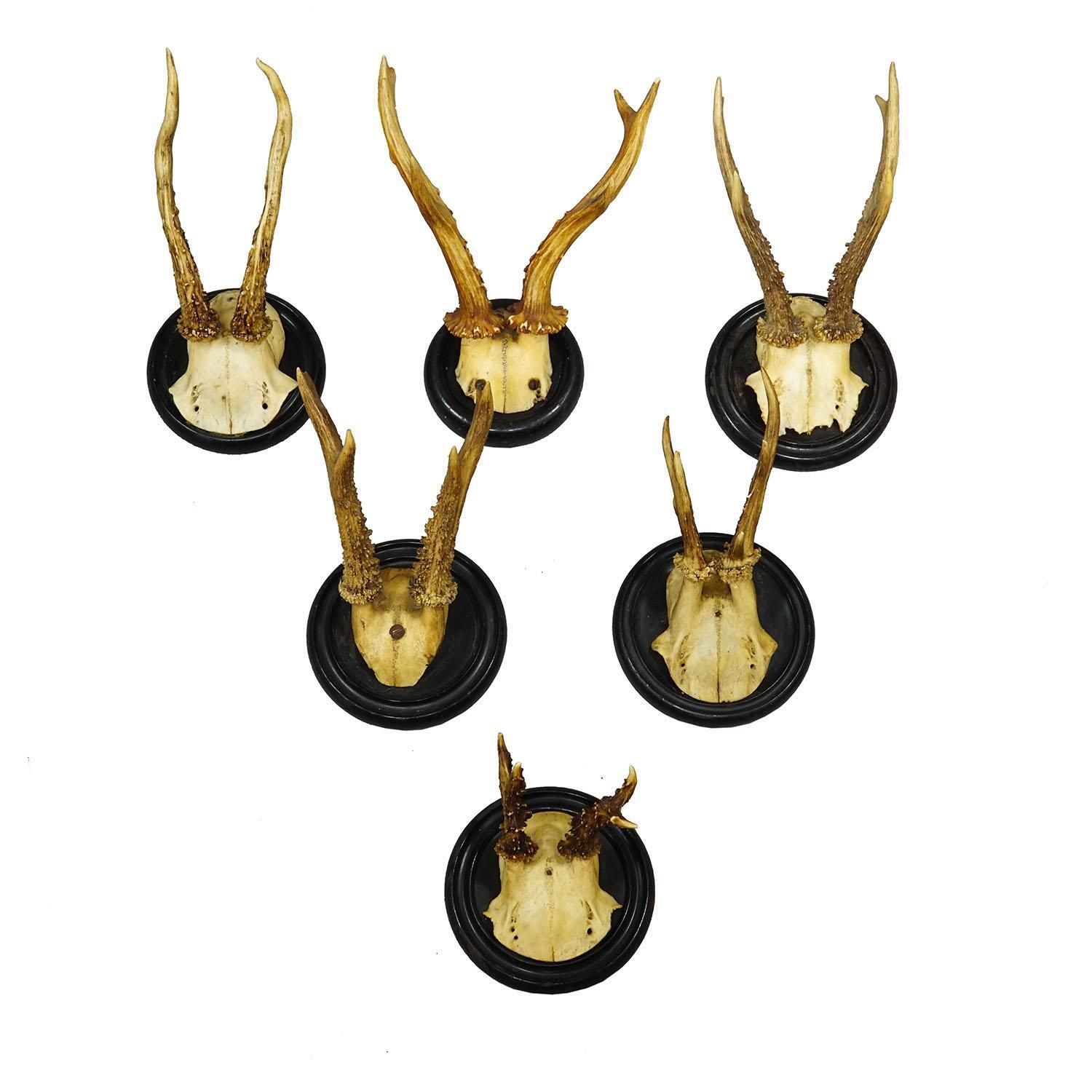 Antique Collection Of Six Roe Deer Trophies On Turned Plaques, Germany Ca. 1900s photo furniture