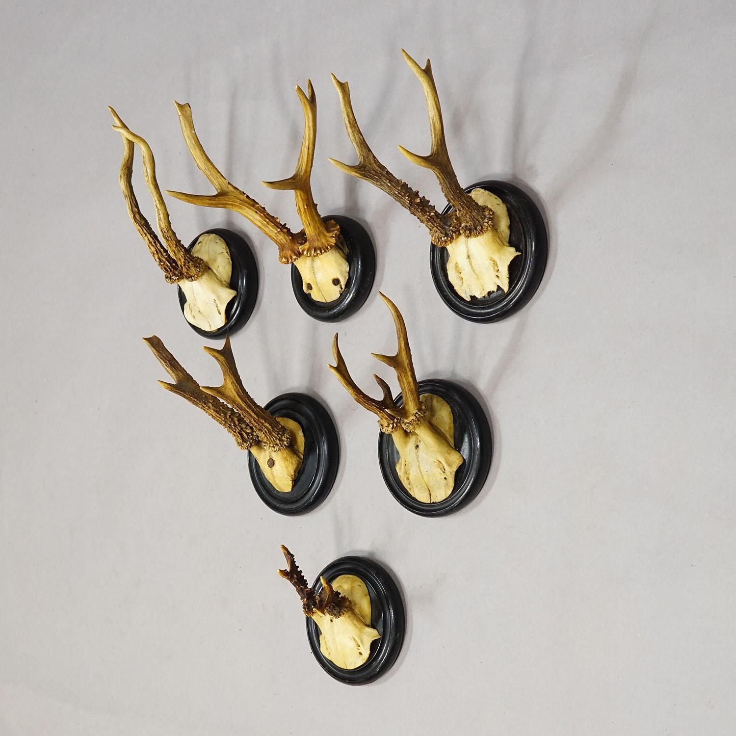 Antique Collection Of Six Roe Deer Trophies On Turned Plaques, Germany Ca. 1900s photo for sale