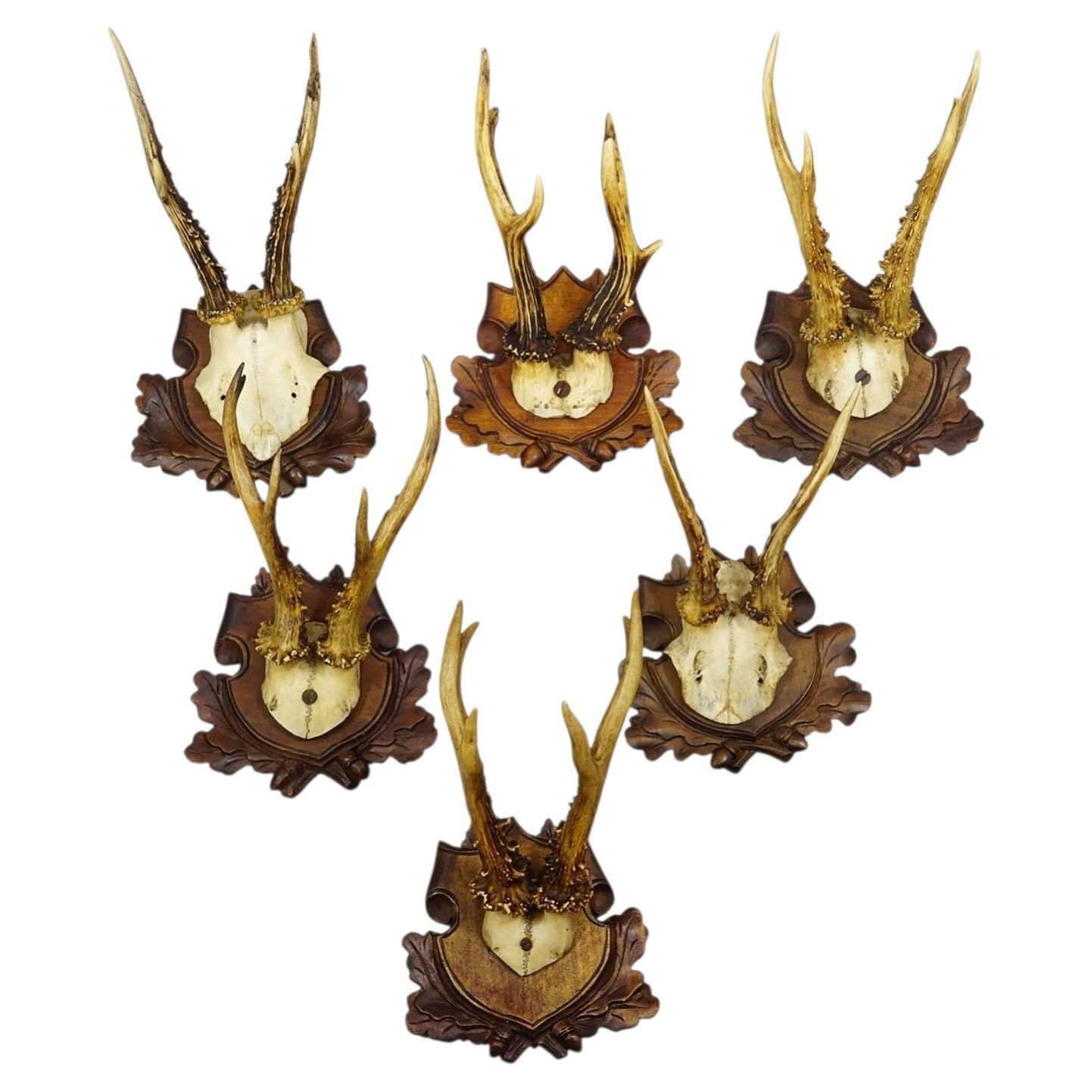 Antique Set Of Black Forest Roe Deer Trophies, Germany Ca. 1890s/1900s
