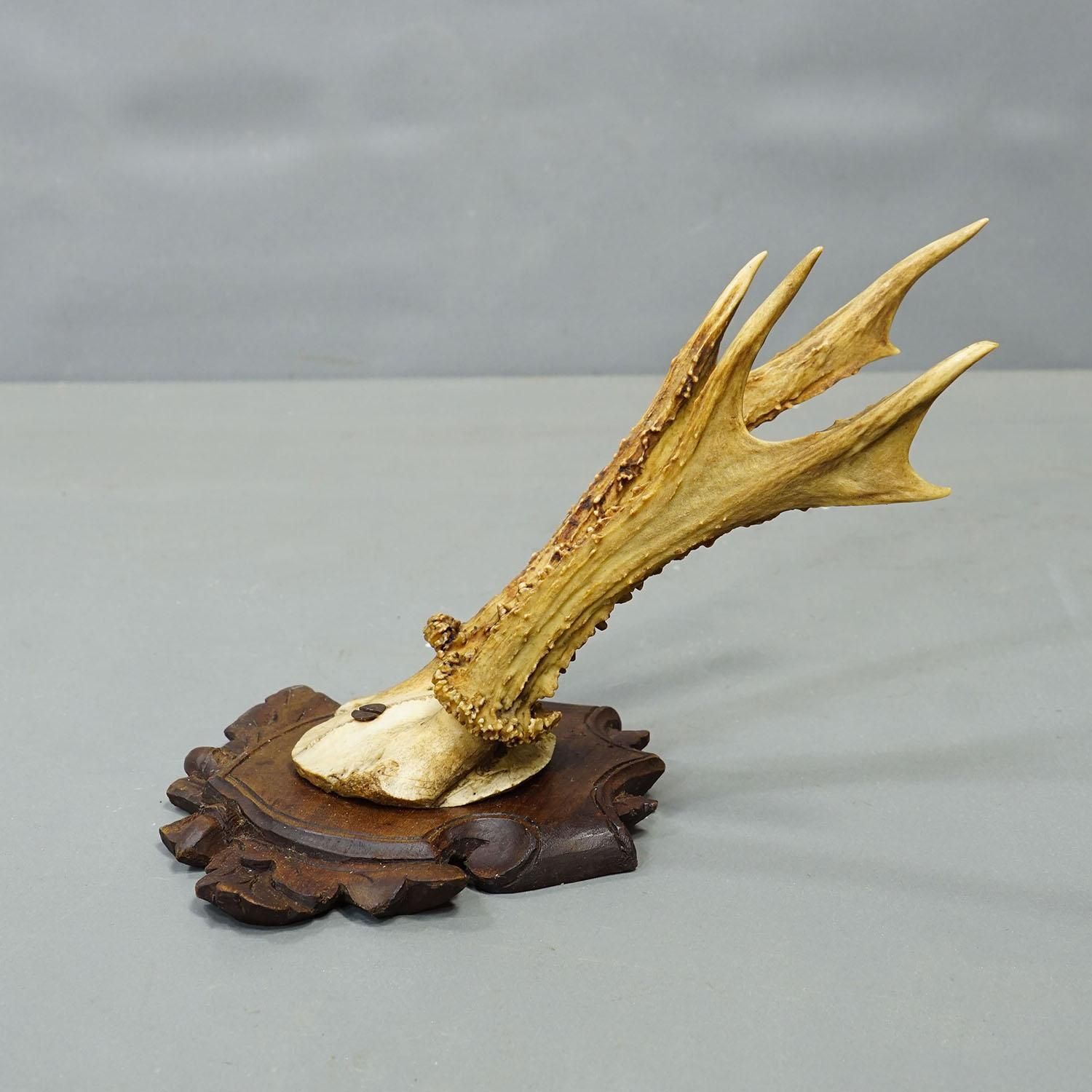 Antique Set Of Black Forest Roe Deer Trophies, Germany Ca. 1890s/1900s photo buy