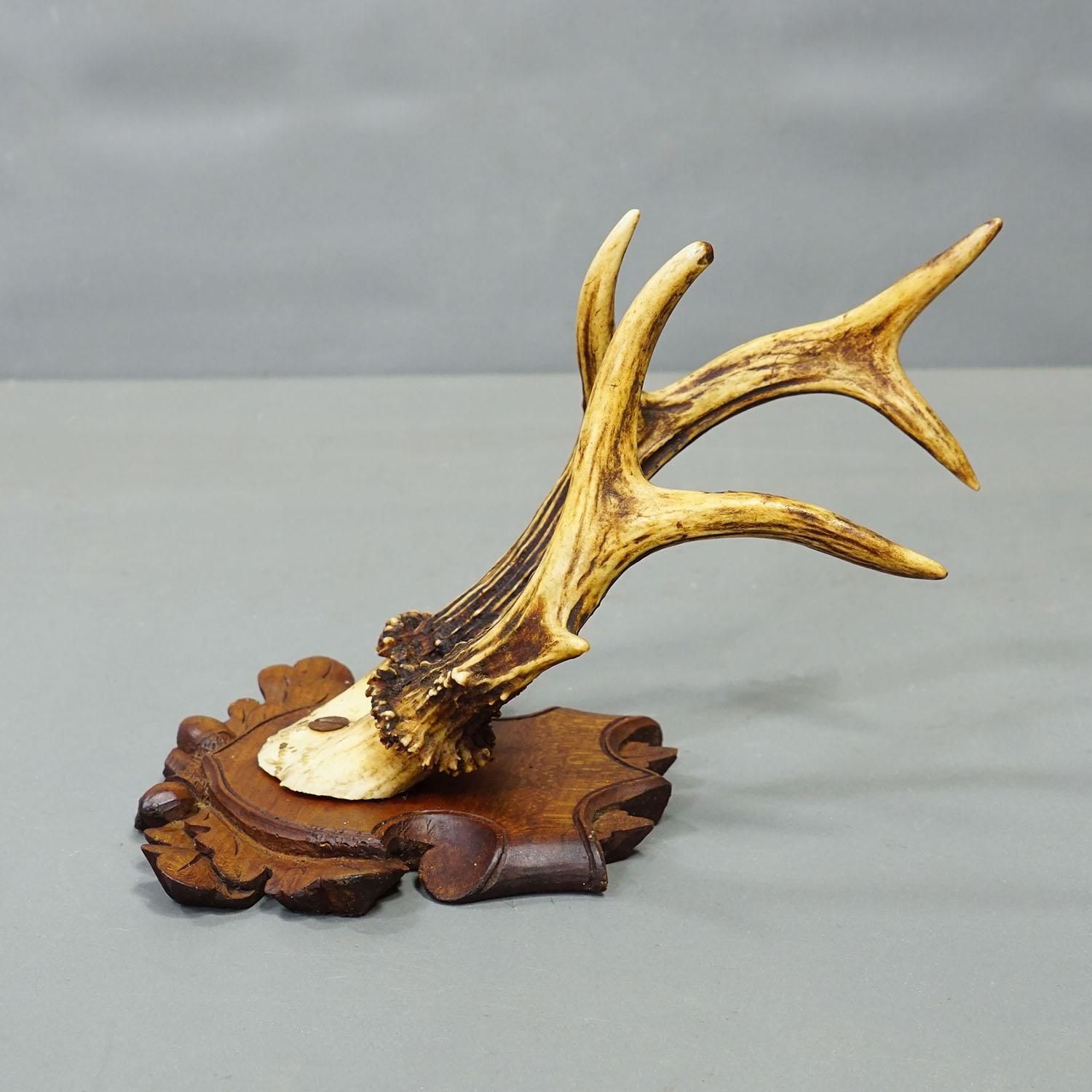 Antique Set Of Black Forest Roe Deer Trophies, Germany Ca. 1890s/1900s photo vintage