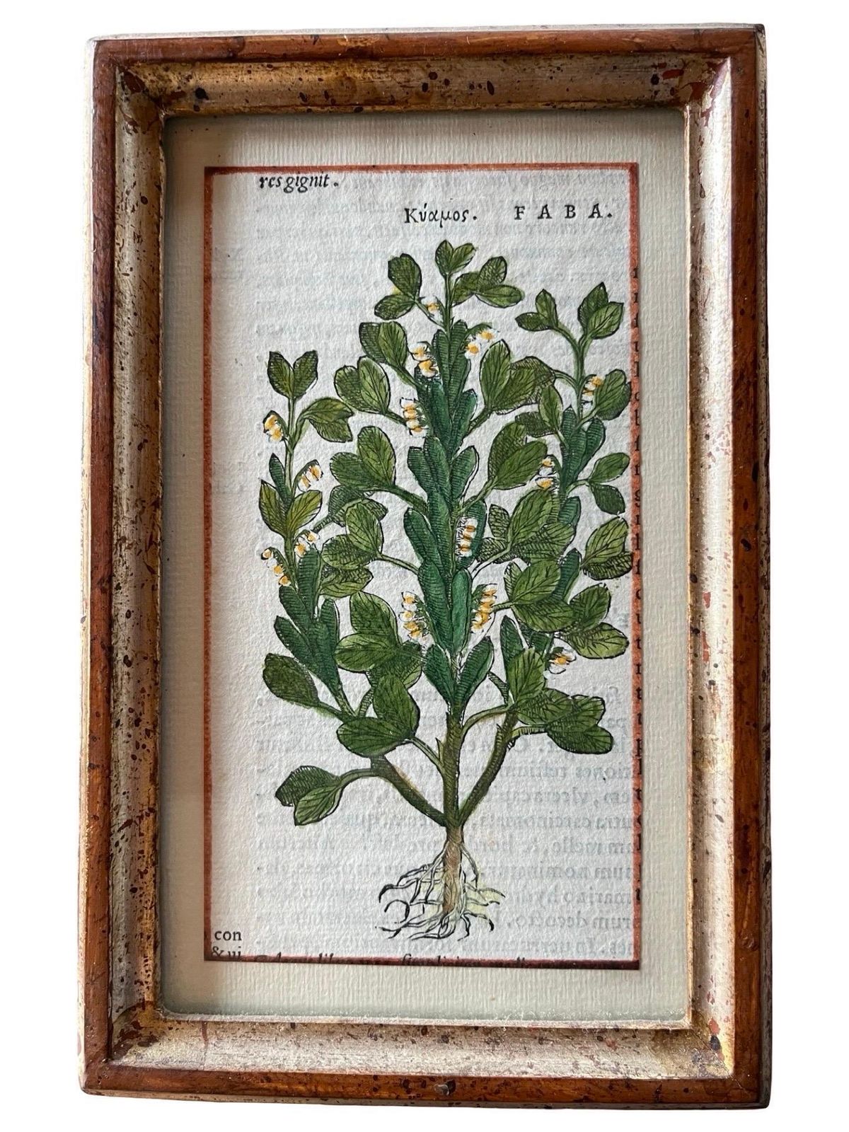 Set Of 12 Antique Hand Painted Botanical Prints, 18th Century photo 1946.0