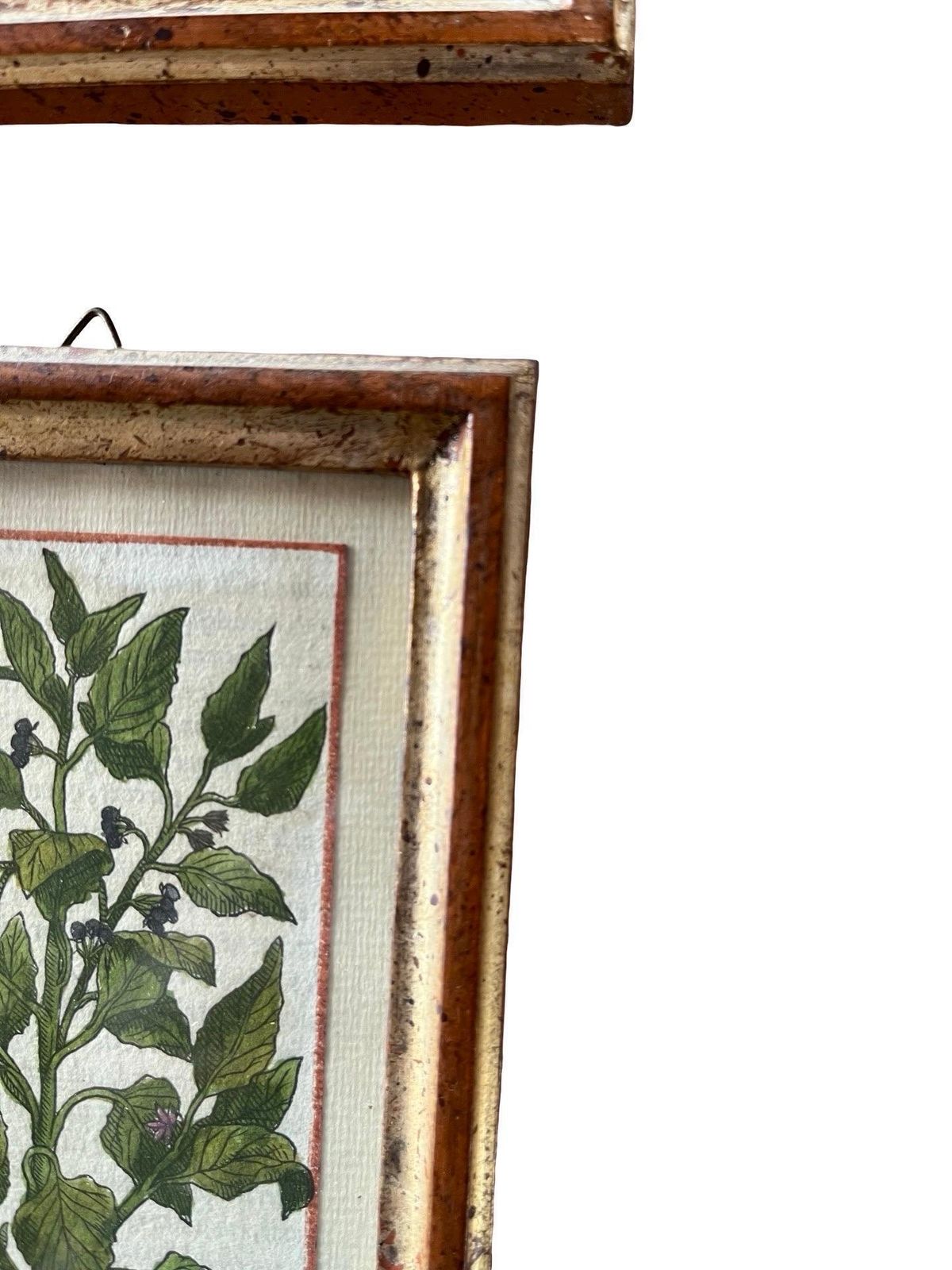 Set Of 12 Antique Hand Painted Botanical Prints, 18th Century photo buy