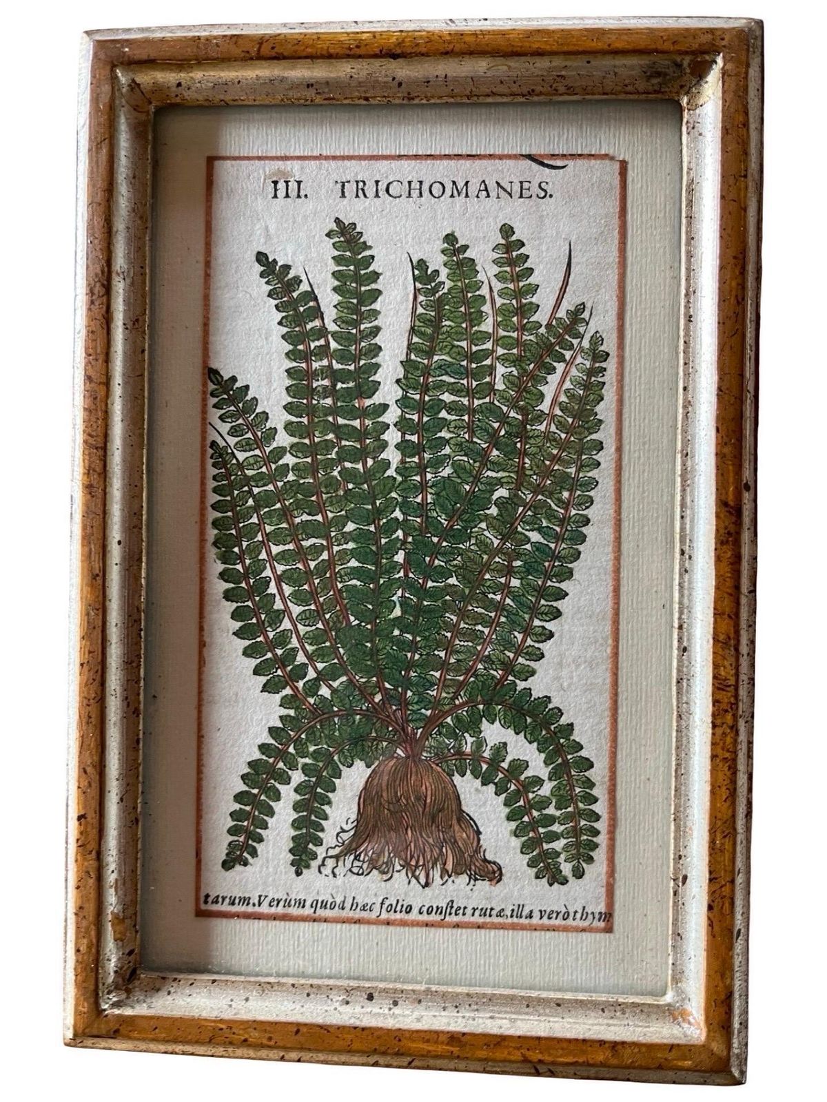 photo vinterior Set Of 12 Antique Hand Painted Botanical Prints, 18th Century
