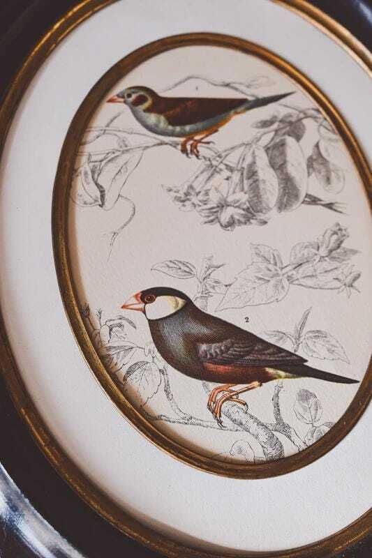 Pair Antique Napoleon III Oval Frames Bird Prints Black Gold Wood 19th Century Wall Decor photo for sale
