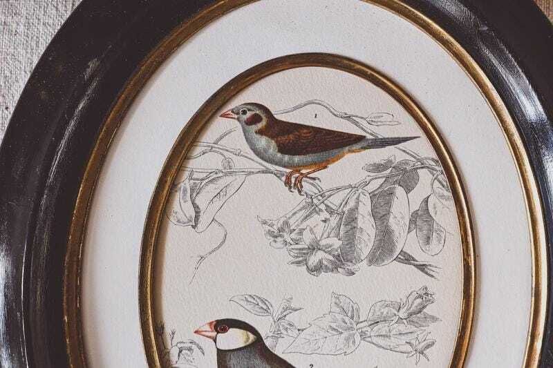 Pair Antique Napoleon III Oval Frames Bird Prints Black Gold Wood 19th Century Wall Decor photo Art