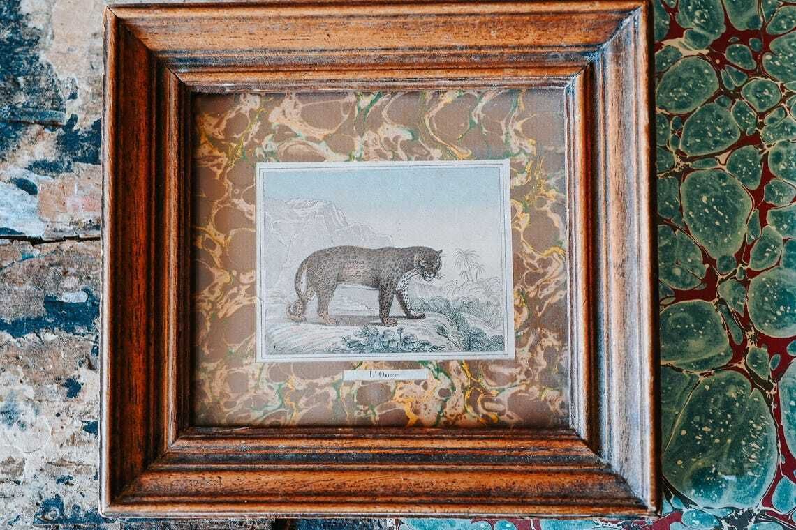 Antique French Natural History Prints Framed Marbled Paper 19th Century Animal Wall Art photo Art