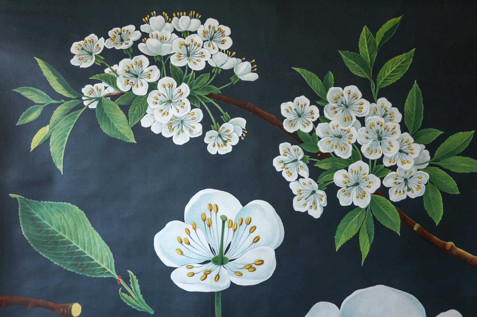 Original Botanical Vintage Mid Century German School Wall Chart Cherry Blossom Botany Beautiful Rare Jung Koch Quentell photo furniture