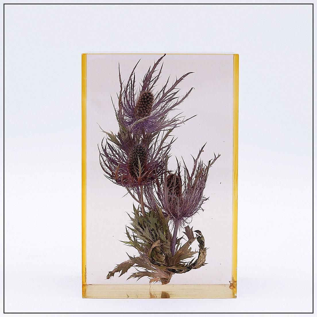 "Panicaut Des Alpes" French Resin Paperweight By Pierre Bodin   1980s photo for sale