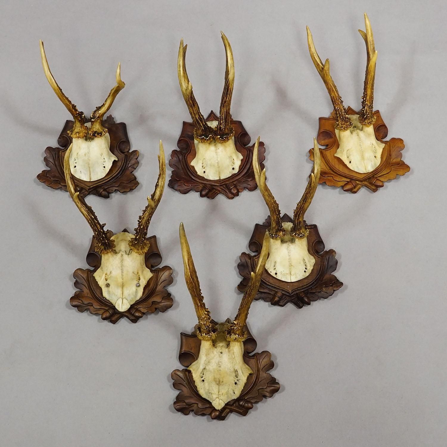 Set Of Six Antique Roe Deer Trophies, Germany Ca. 1890s / 1900s photo for sale