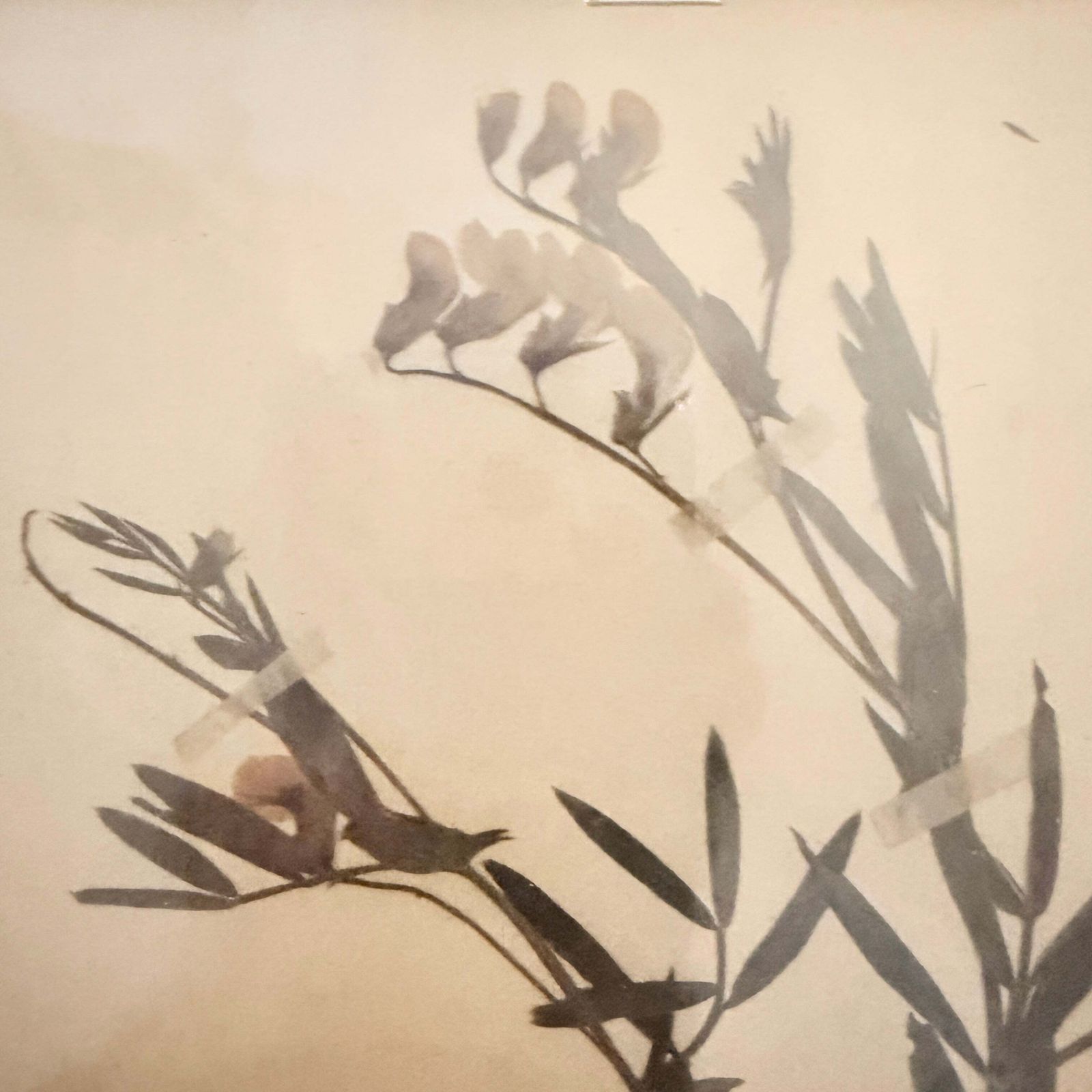 Framed Original Year 1919 Antique Herbarium Specimen, Botanical Art. Orobus Tuberosus. Sweden photo furniture