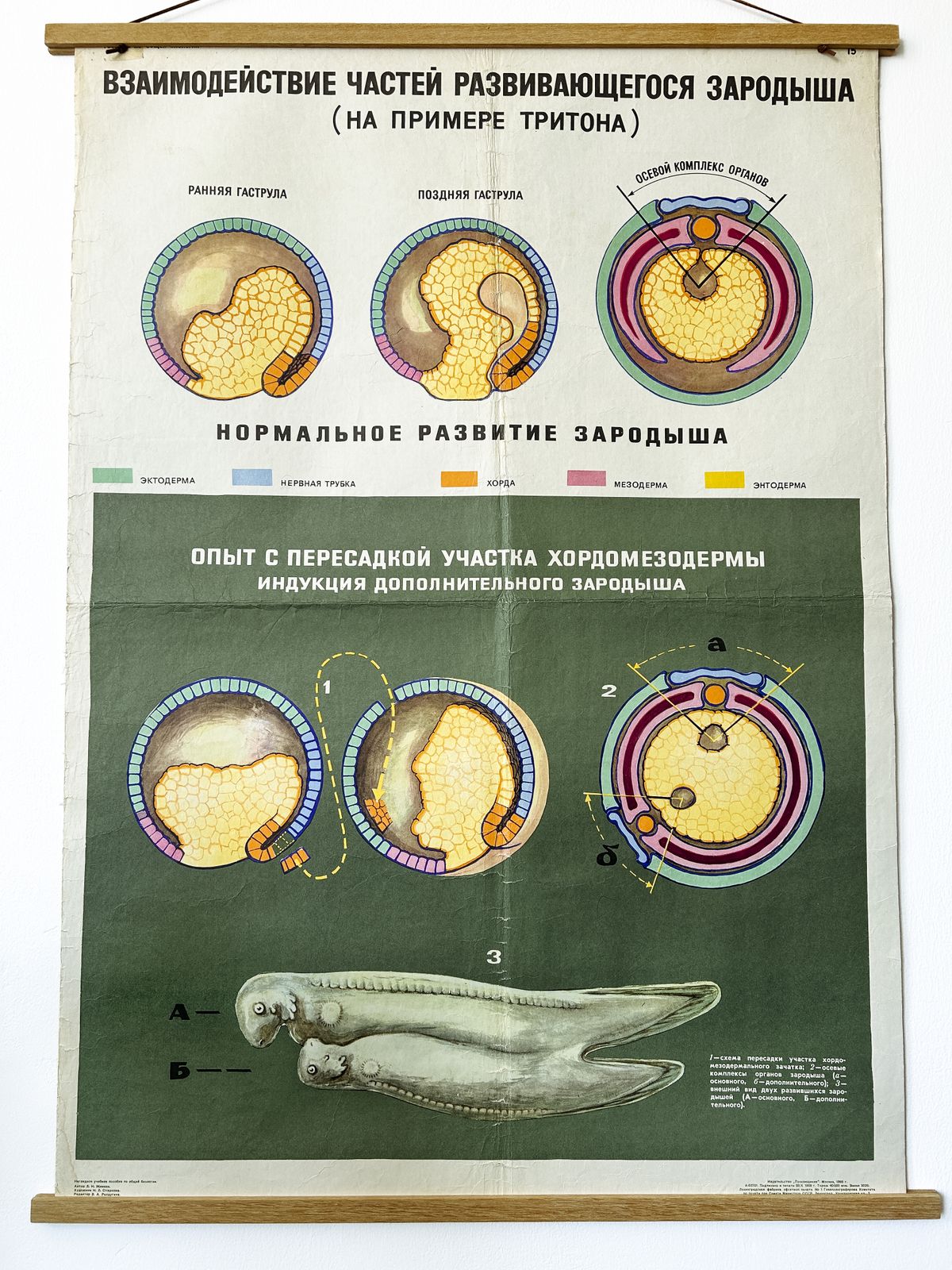photo buy 1968 Soviet Biology School Chart "Interaction Of Parts Of A Developing Embryo On Example Of Triton" Paper On Linen, Original Ussr Mid Century Educational Poster