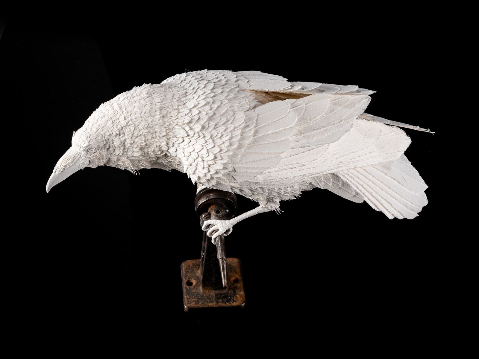 Unique Vintage Velum Paper Feather 'Raven' Sculpture In Bespoke Display Case. photo Art