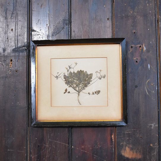 Antique 1938 Hand Collected Herbarium Botanical Specimen Frame Picture Art photo furniture
