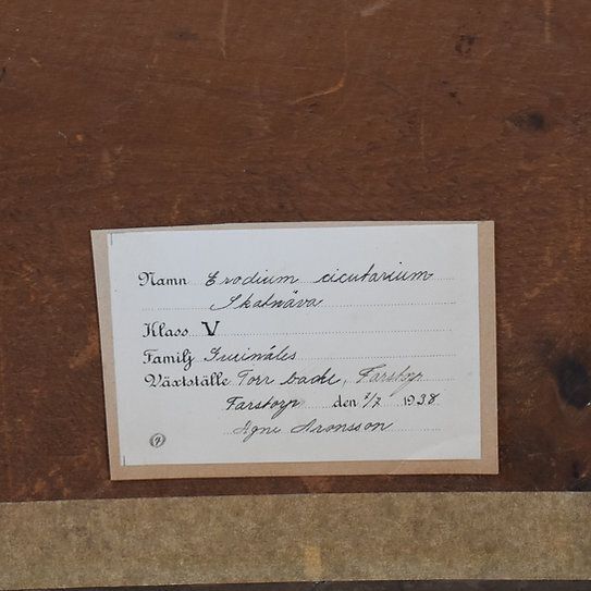 Antique 1938 Hand Collected Herbarium Botanical Specimen Frame Picture Art photo Art