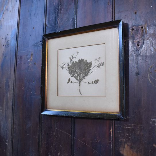 Antique 1938 Hand Collected Herbarium Botanical Specimen Frame Picture Art photo vinterior
