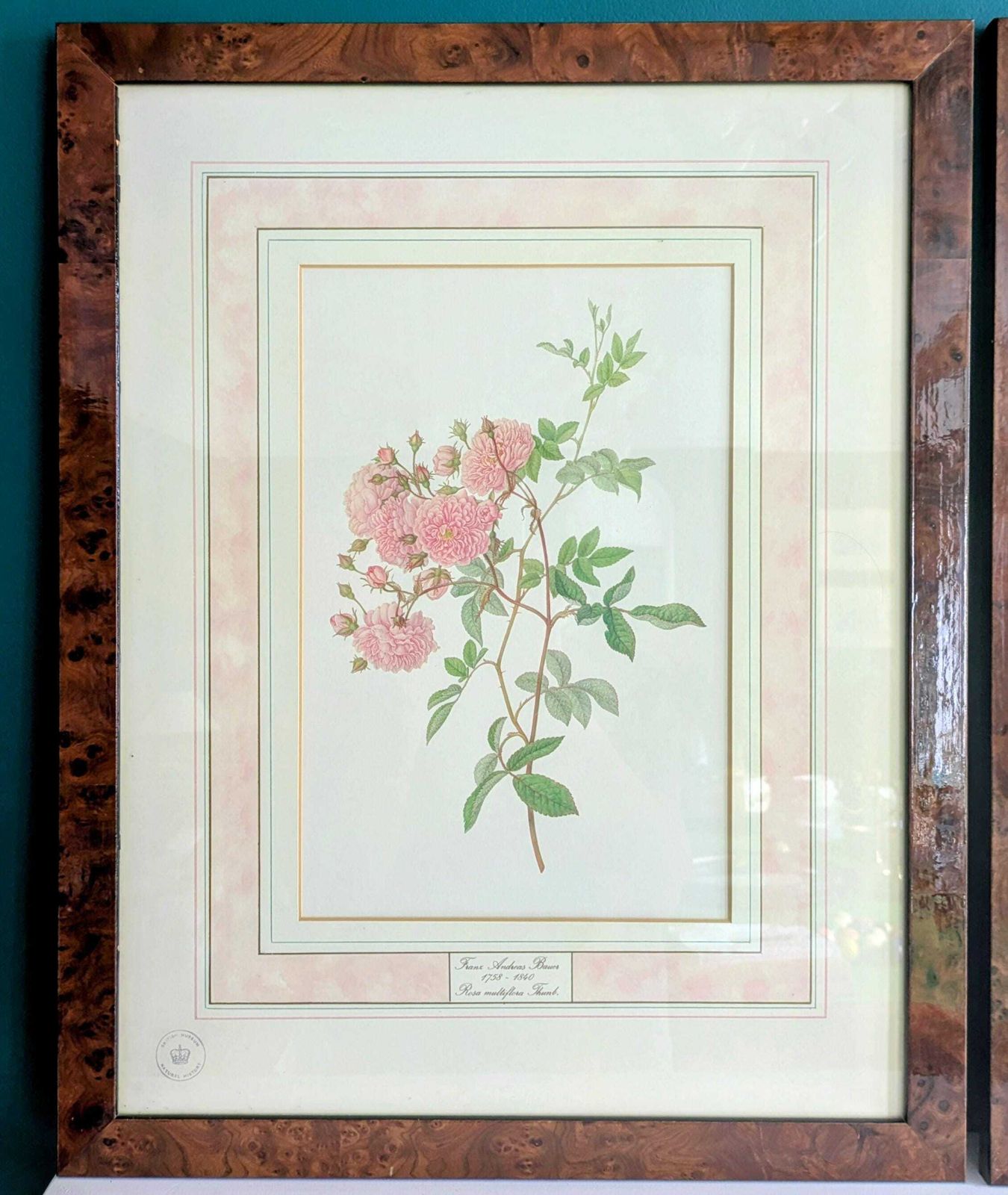 Set Of 3 Vintage Franz Bauer Botanical Prints | Natural History Museum Limited Edition | Hand Numbered 1365/5000 | Framed Kew Botanical photo Art
