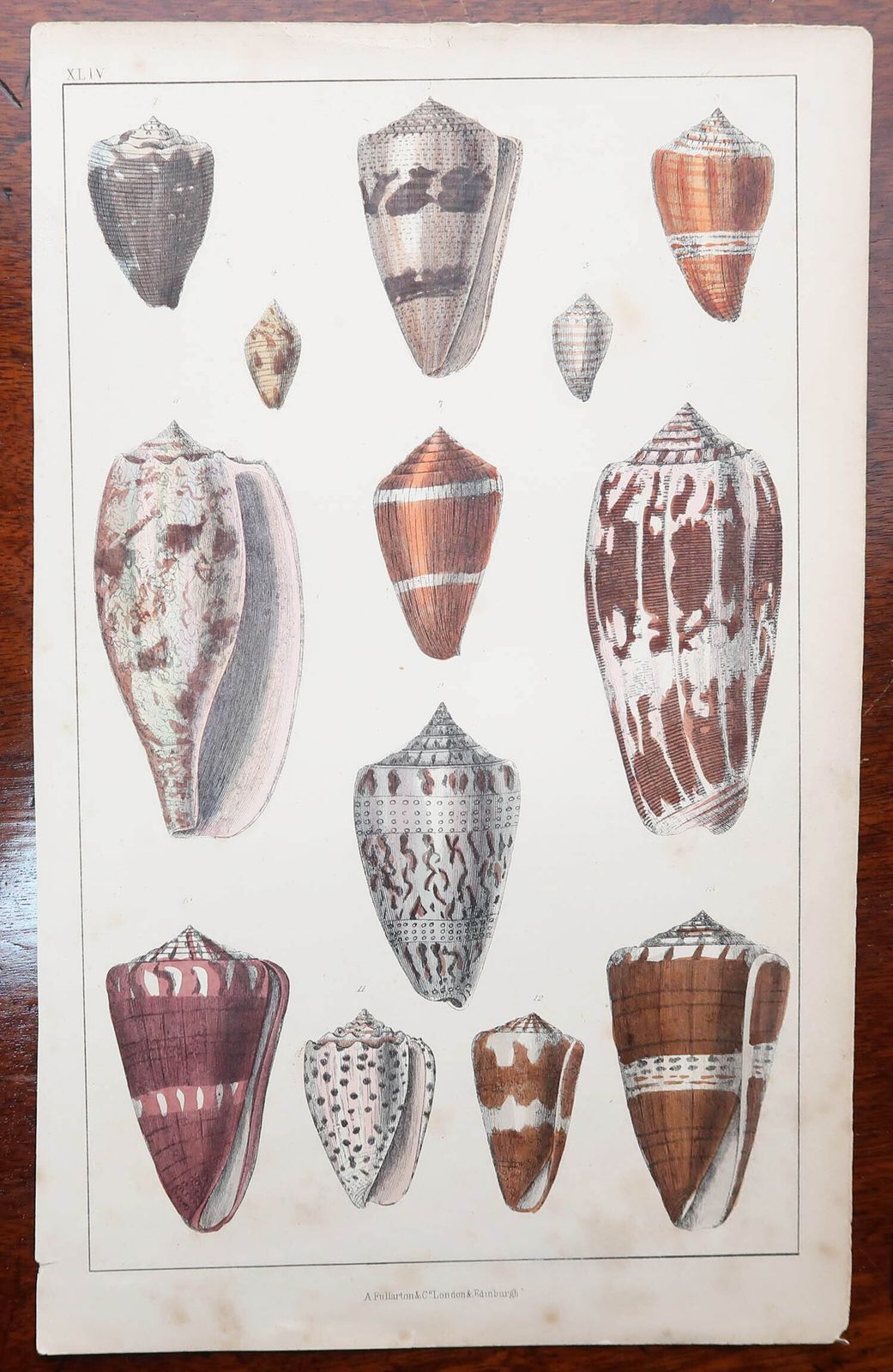 Set Of 8 Original Antique Natural History Prints. 1847 photo buy