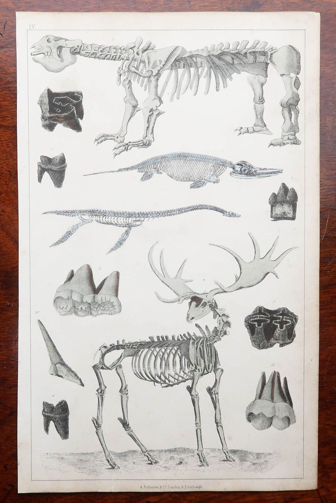 Set Of 4 Original Antique Prints Of Fossils And Dinosaur Bones. 1847 photo for sale
