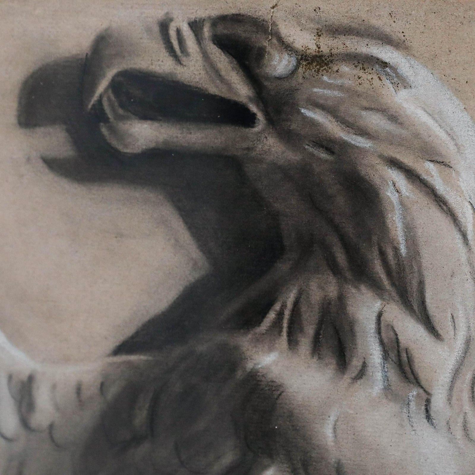 O. Muck (Fl.1898 1907) Framed Charcoal Drawing, Study Of An Eagle photo 275.0