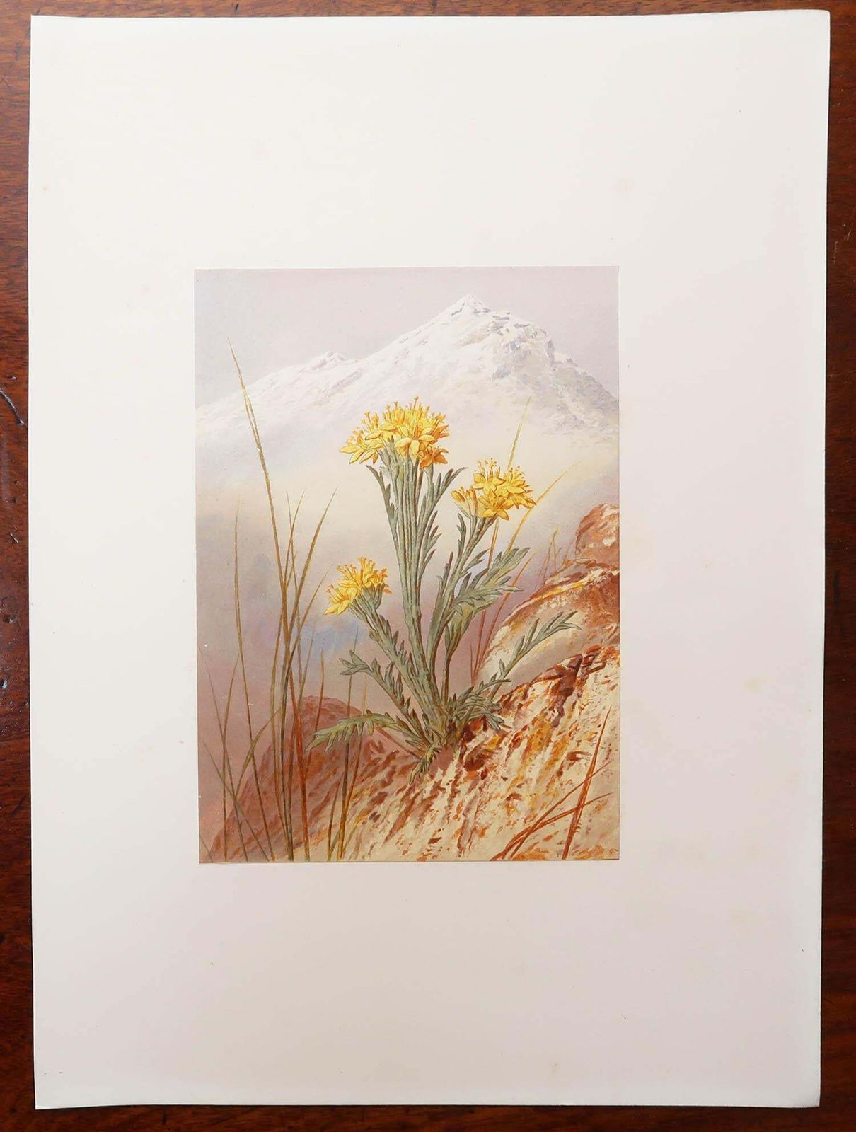 Set Of 12 Original Antique Botanical Prints   Alpine Flowers. 1869 photo buy