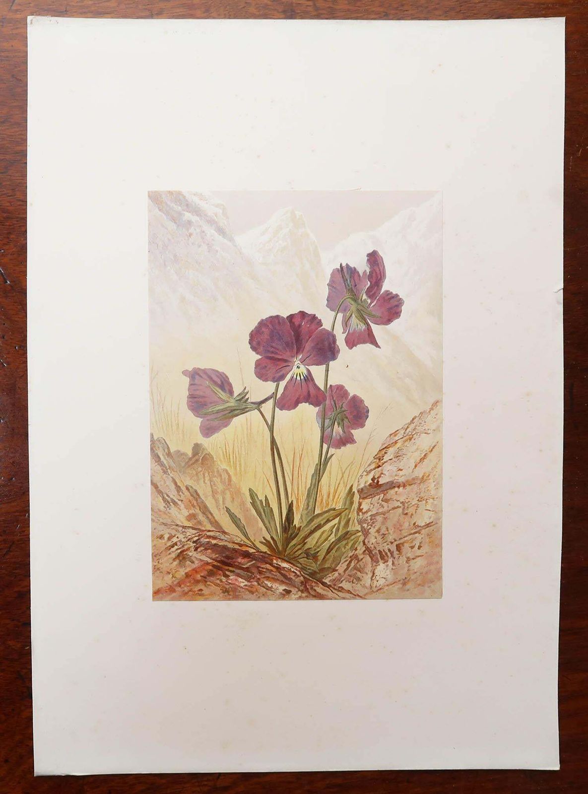 photo vinterior Set Of 12 Original Antique Botanical Prints   Alpine Flowers. 1869