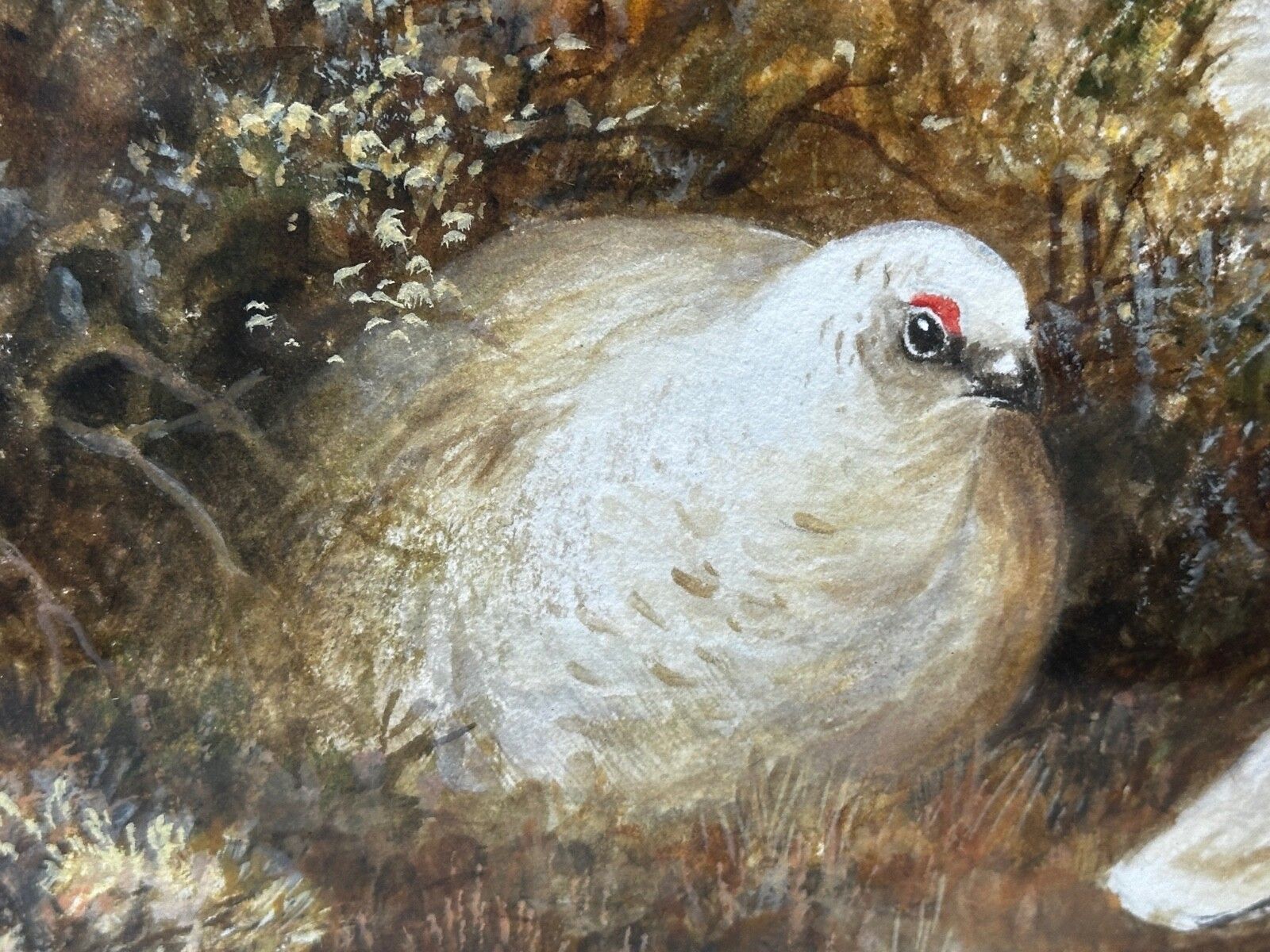 British Painting Highland Moors Wildlife Covey Of Ptarmigan Game Birds On Alert photo buy