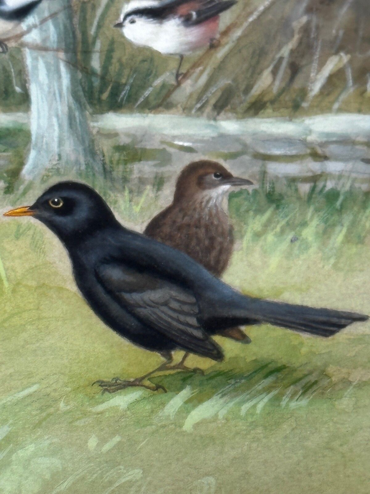 5000.0 A Winter Gathering Robin & Mixed British Songbirds Manner Of Archibald Thorburn photo