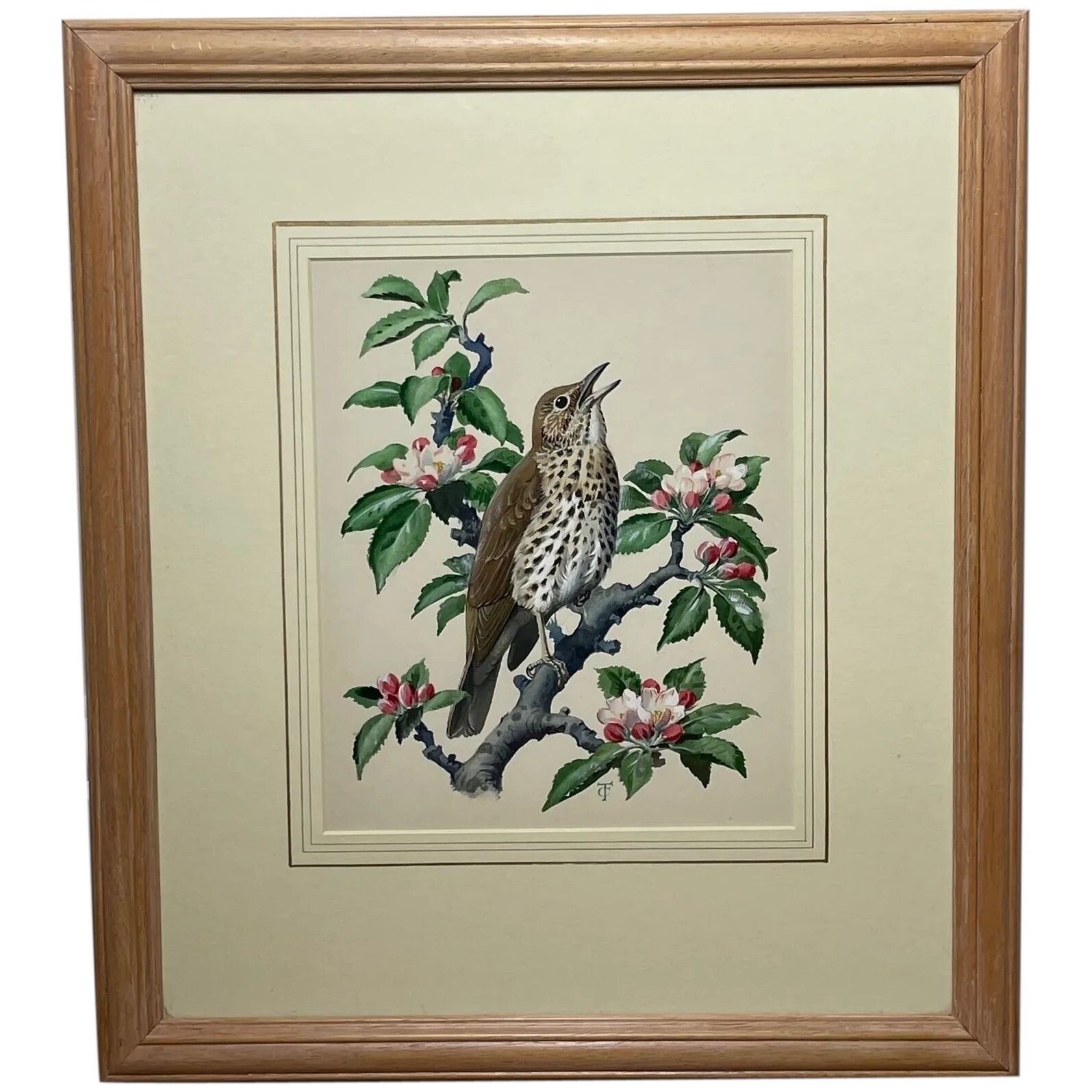 Mid Century Song Thrush Bird Painting By Charles Frederick Tunnicliffe Obe Ra