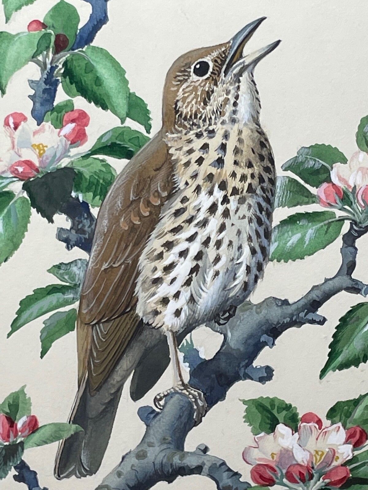 photo buy Mid Century Song Thrush Bird Painting By Charles Frederick Tunnicliffe Obe Ra