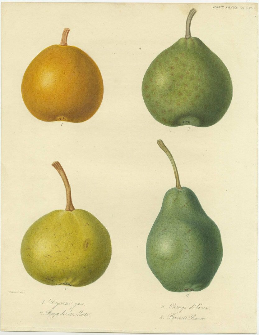 Ensemble de 2 gravures d'époque représentant la poire Downton, la poire Monarch et autres variétés photo for sale