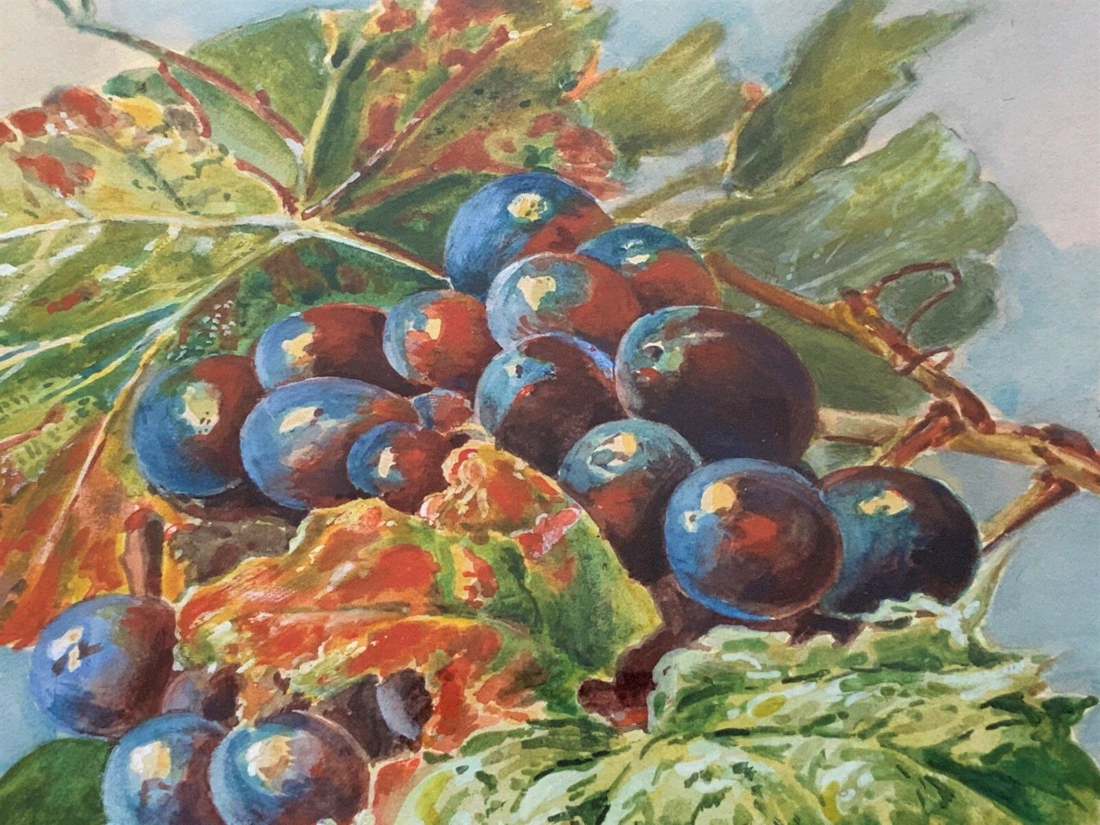 Exceptional Quality Vintage Still Life Study Of Grapes Watercolour Painting photo vintage