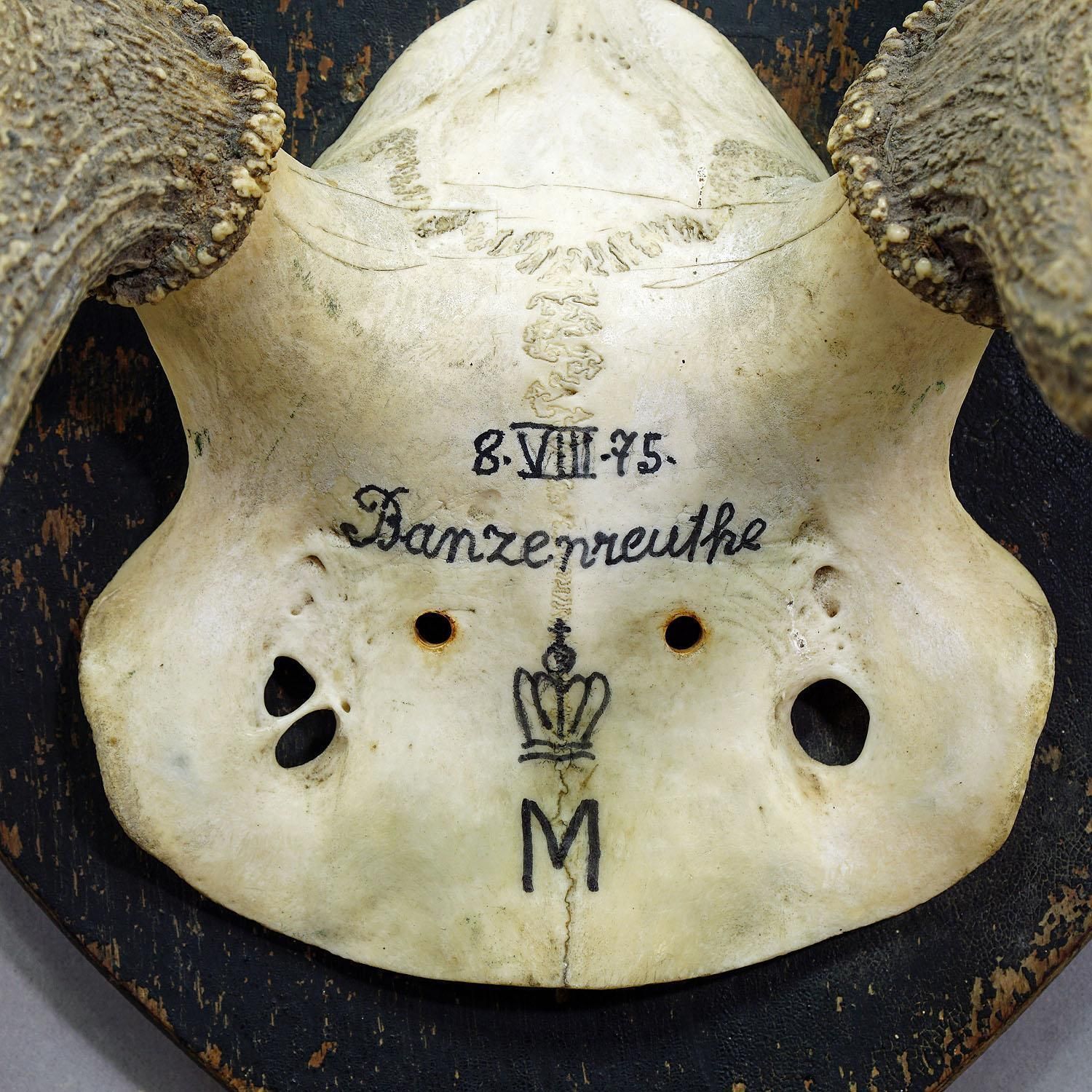 Antiek Zwart Woud edelhertentrofee uit Salem – Duitsland, Banzenreuthe 1875 photo 458.0