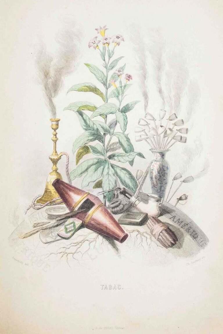 Tabac   Les Fleurs Animées Vol.I   Lithograph By J.J. Grandville   1847