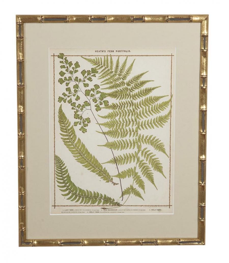 Collection Of Nine 19th Century Life Size Ferns By Francis George Heath photo Art