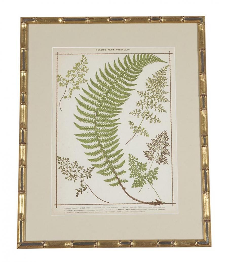 photo furniture Collection Of Nine 19th Century Life Size Ferns By Francis George Heath