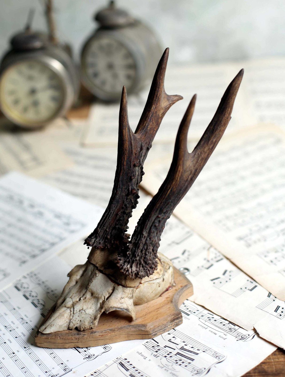 Antique Taxidermy Deer Horns French Small Deer Antlers Hunting Trophy