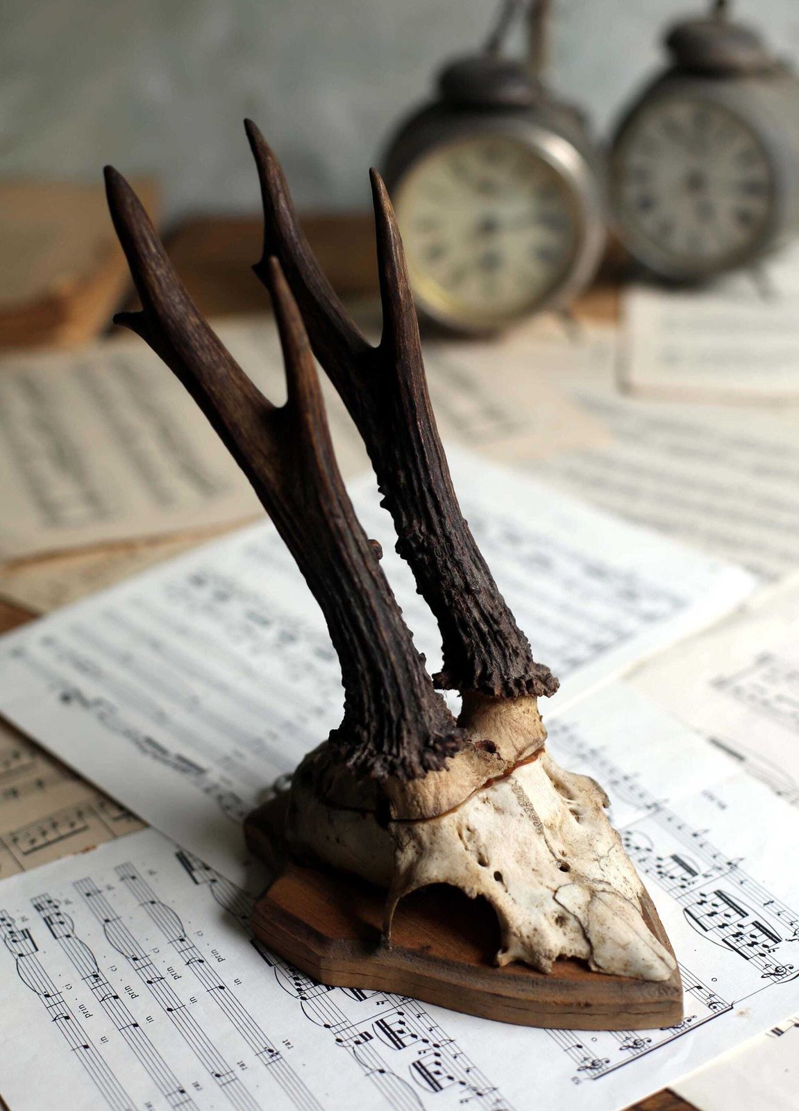 Antique Taxidermy Deer Horns French Small Deer Antlers Hunting Trophy photo 60.0