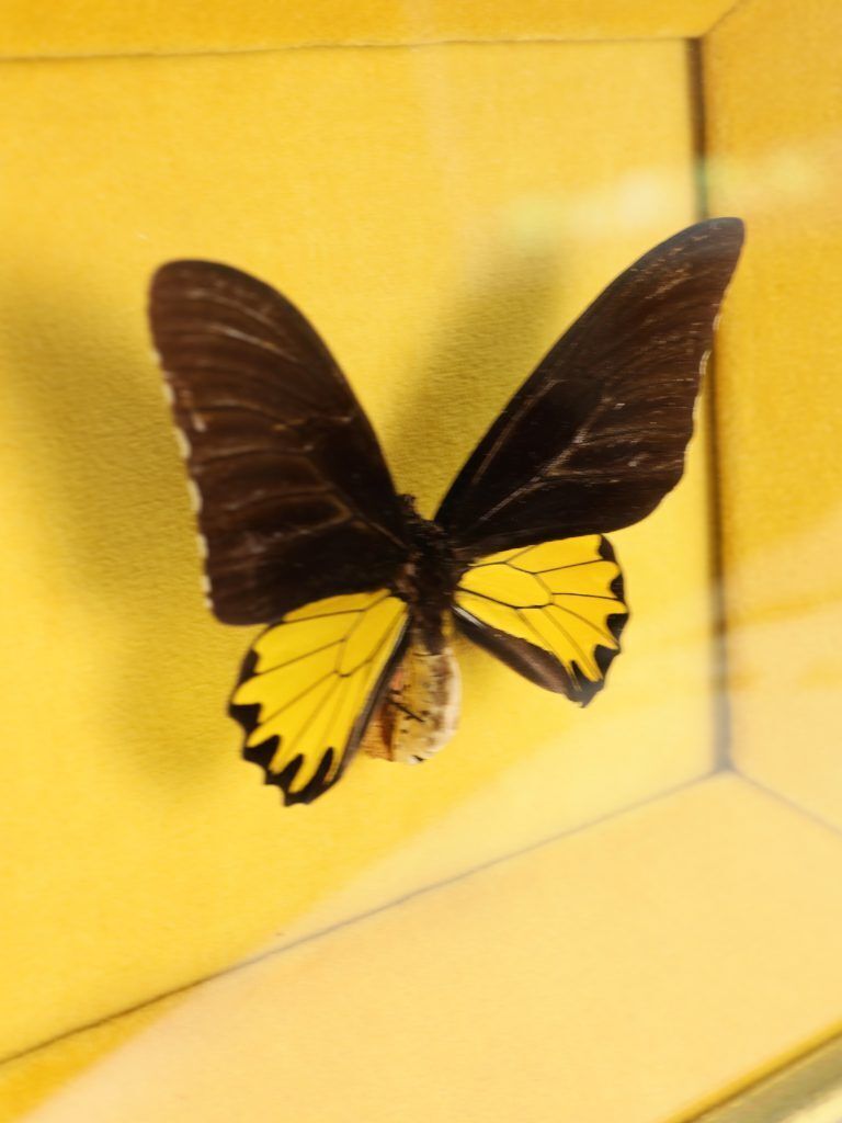 Antique 19th Century Entomological Taxidermy Butterfly Troides Helena Framed Specimen, C.1890 photo furniture