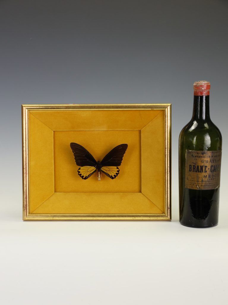 Antique 19th Century Entomological Taxidermy Butterfly Troides Helena Framed Specimen, C.1890 photo for sale