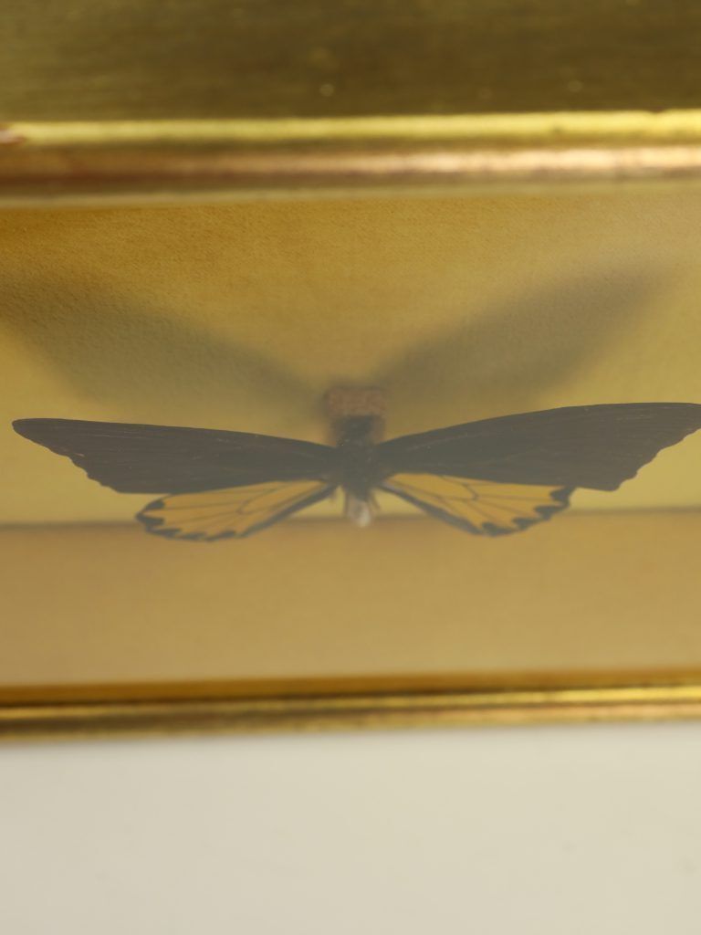 Antique 19th Century Entomological Taxidermy Butterfly Troides Helena Framed Specimen, C.1890 photo Home Decor