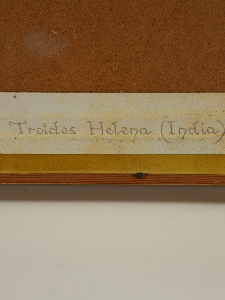 Antique 19th Century Entomological Taxidermy Butterfly Troides Helena Framed Specimen, C.1890 photo buy