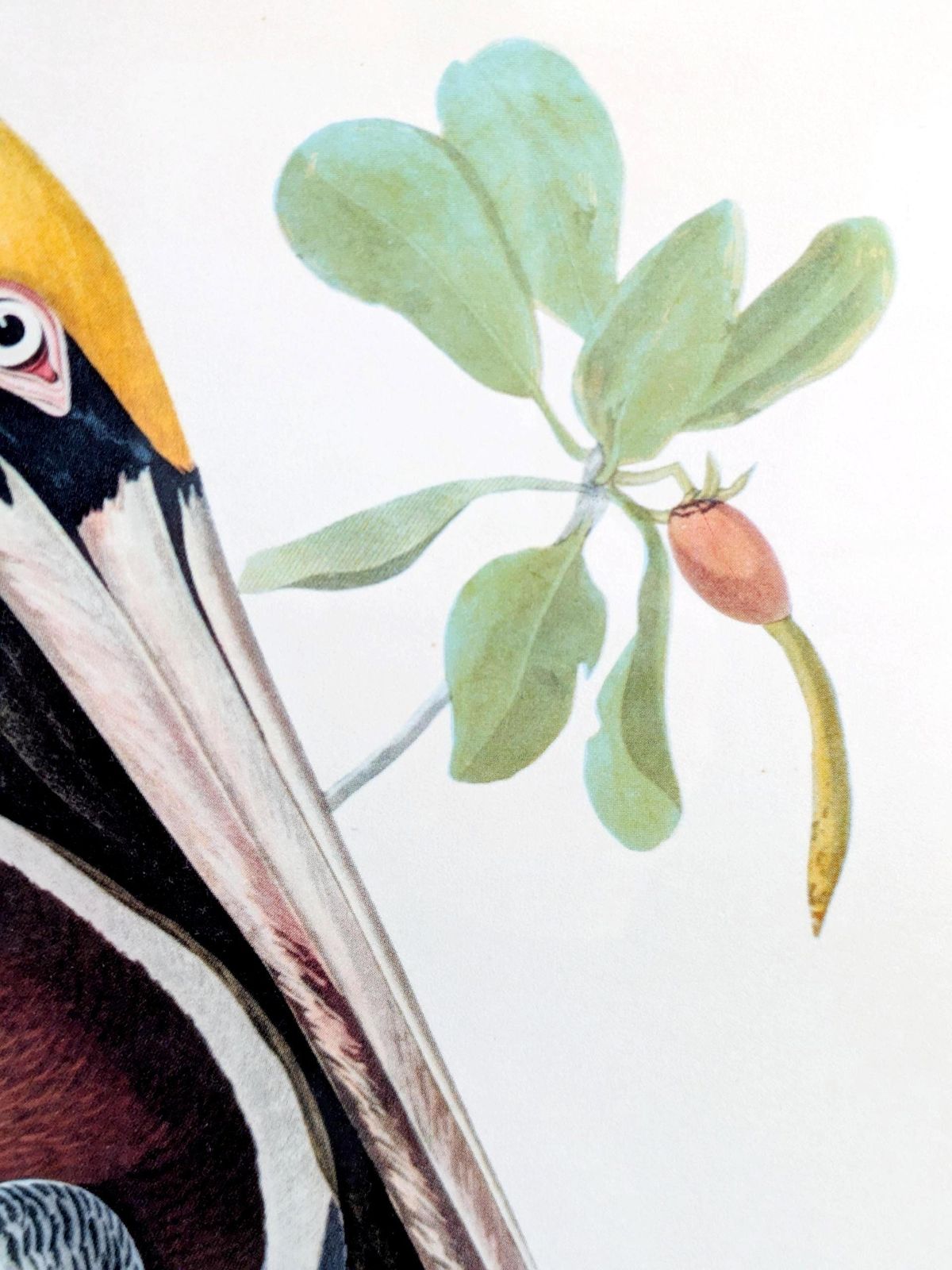 Vintage Audubon Brown Pelican Print Framed Bird Illustration Naturalist Wall Art photo Art