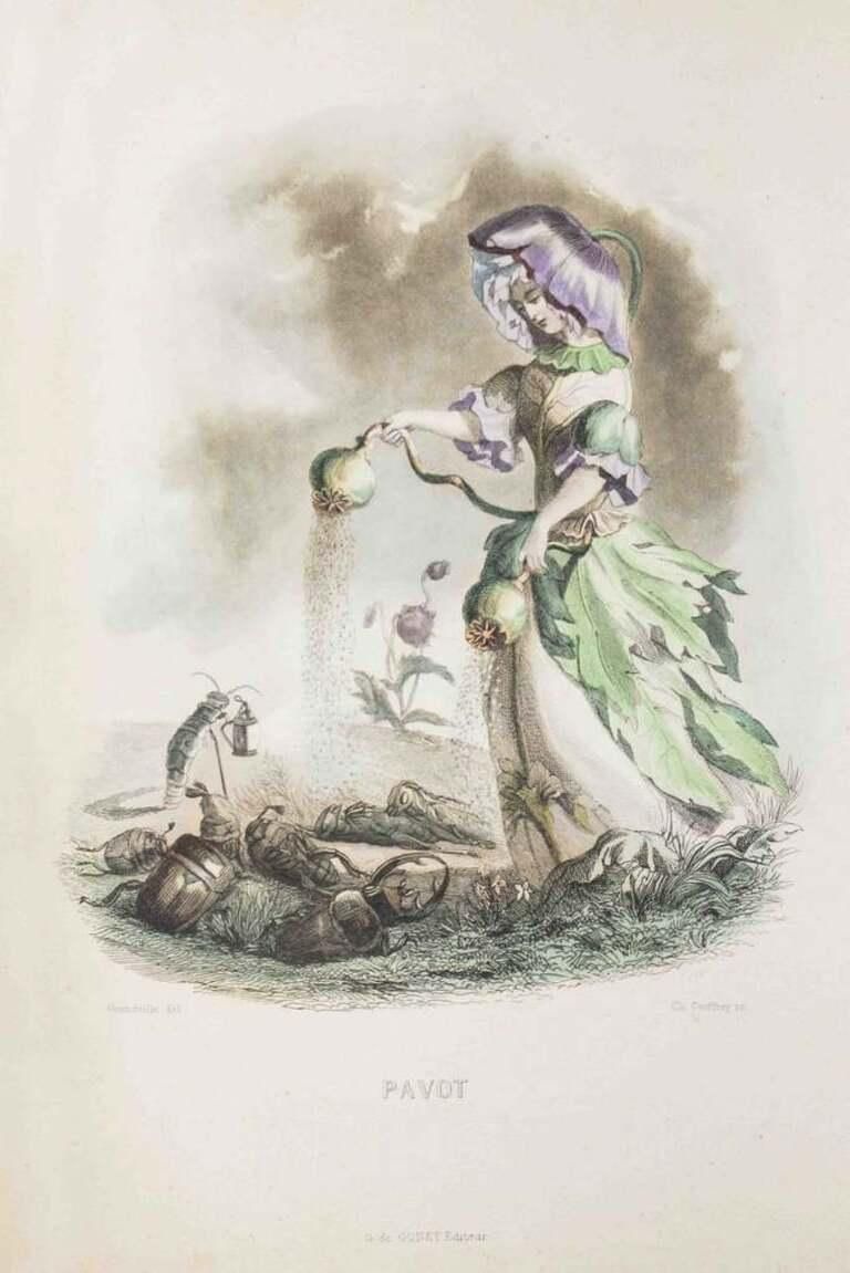 Pavot   Les Fleurs Animées Vol.I   Lithograph By J.J. Grandville   1847