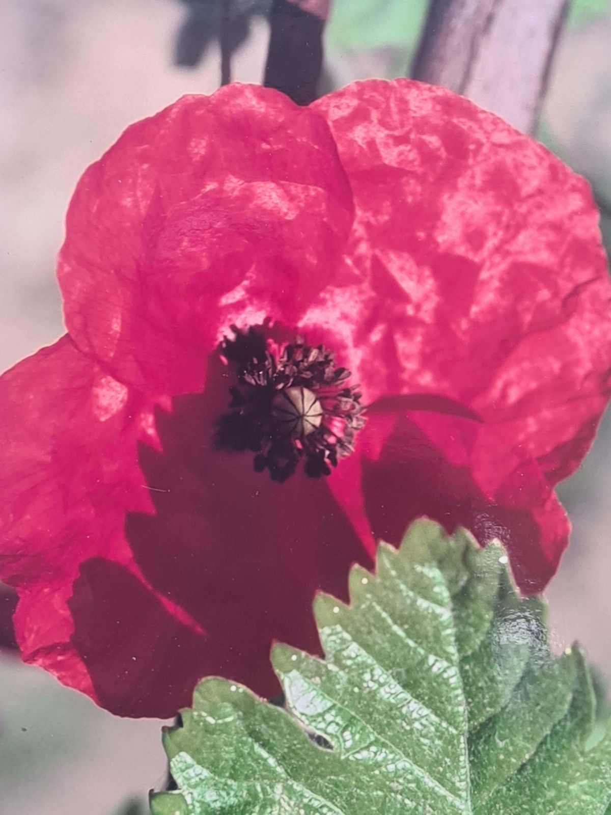 The Poppy Photorealist Photograph On Paper, 21st Century photo Art