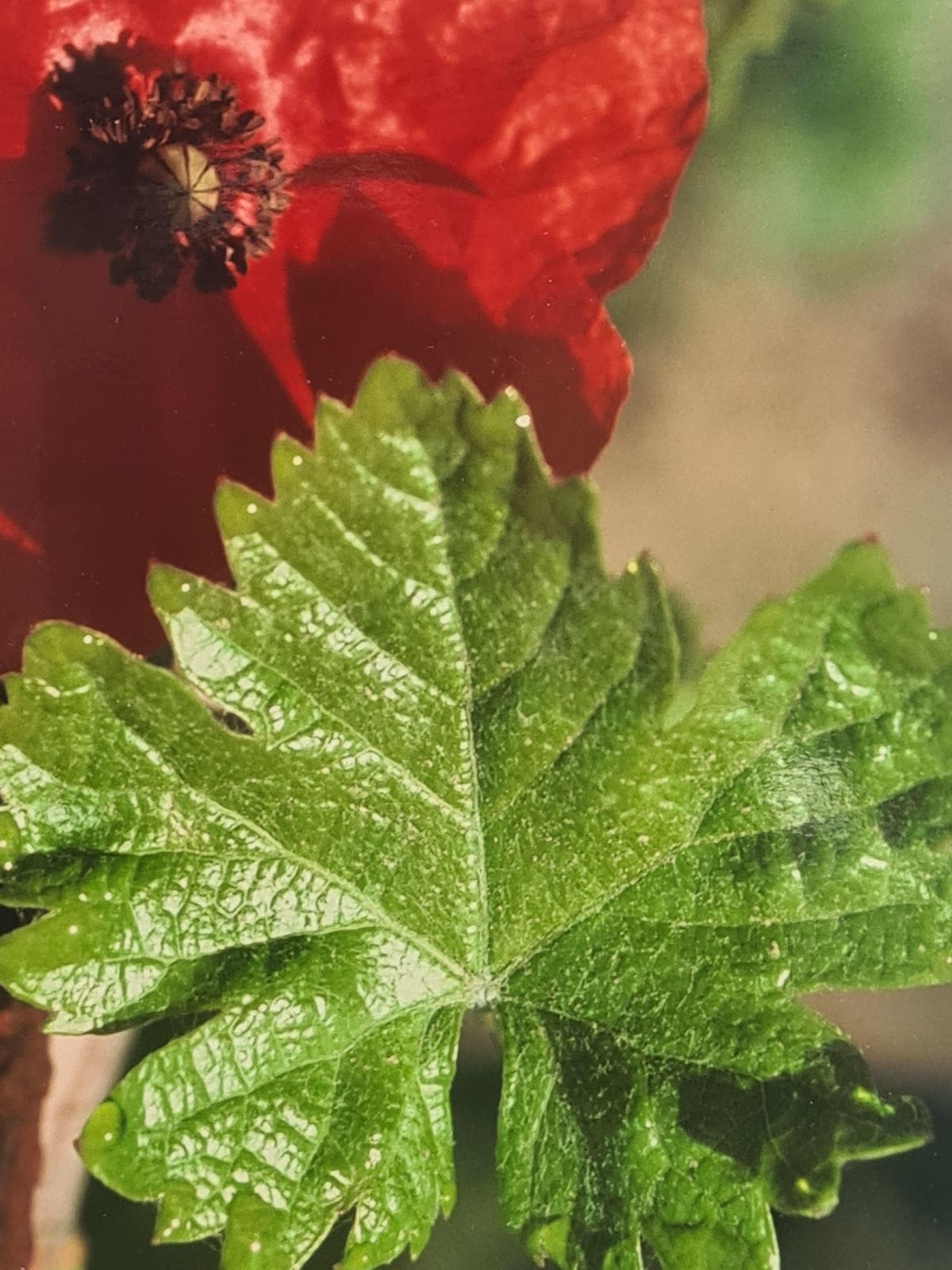 The Poppy Photorealist Photograph On Paper, 21st Century photo 259.0