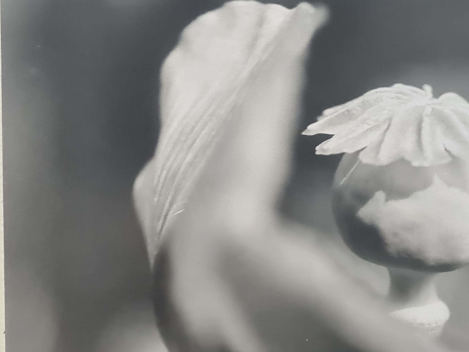 Poppies Black And White Photographs On Paper, Signed photo buy