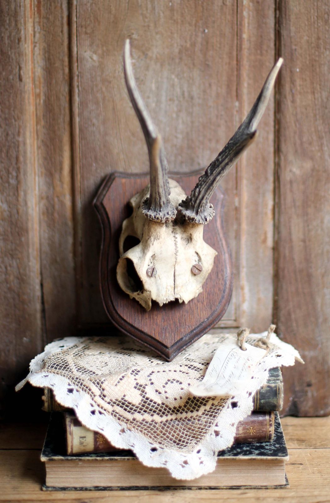 Antique Taxidermy Deer Horns French Deer Antlers Hunting Trophy photo vintage