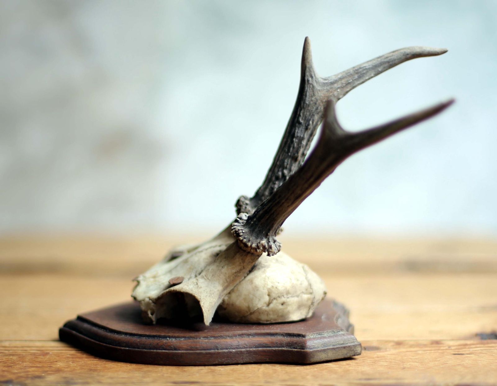photo furniture Antique Taxidermy Deer Horns French Deer Antlers Hunting Trophy