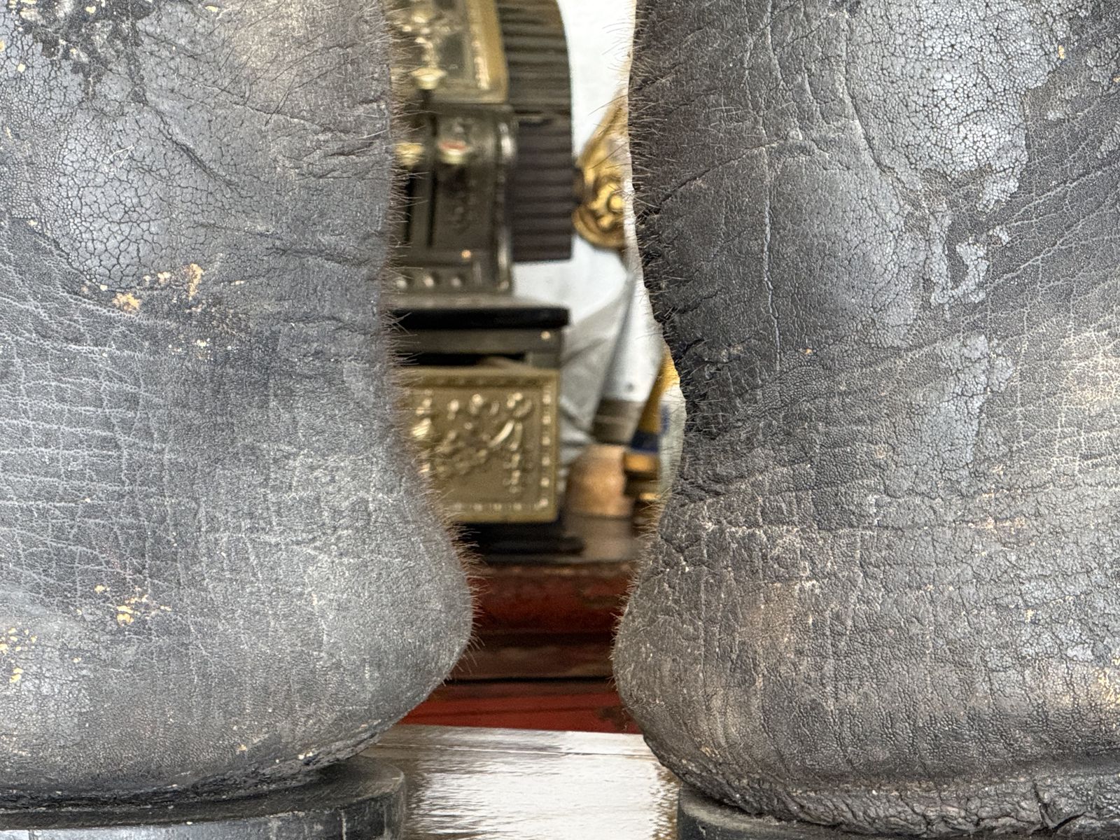Mature: A Rare Pair Of Victorian Taxidermy Elephant Feet Elephant Foot Stool photo Furniture